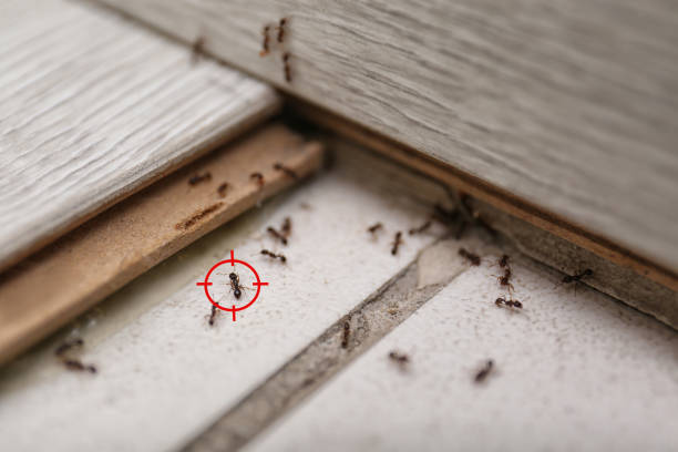 Best Wasp Removal Services  in Ledgewood, NJ