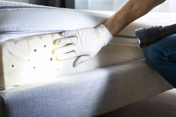 Professional Pest Control in Ledgewood, NJ