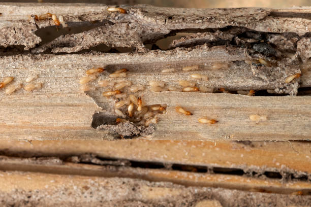 Best Affordable Pest Control Services  in Ledgewood, NJ