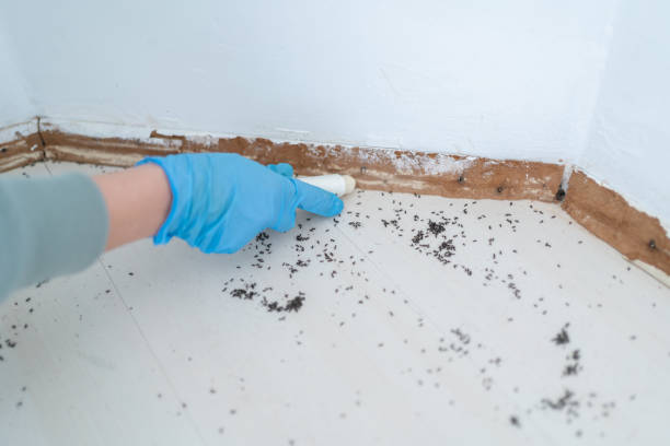 Best Affordable Pest Control Services  in Ledgewood, NJ